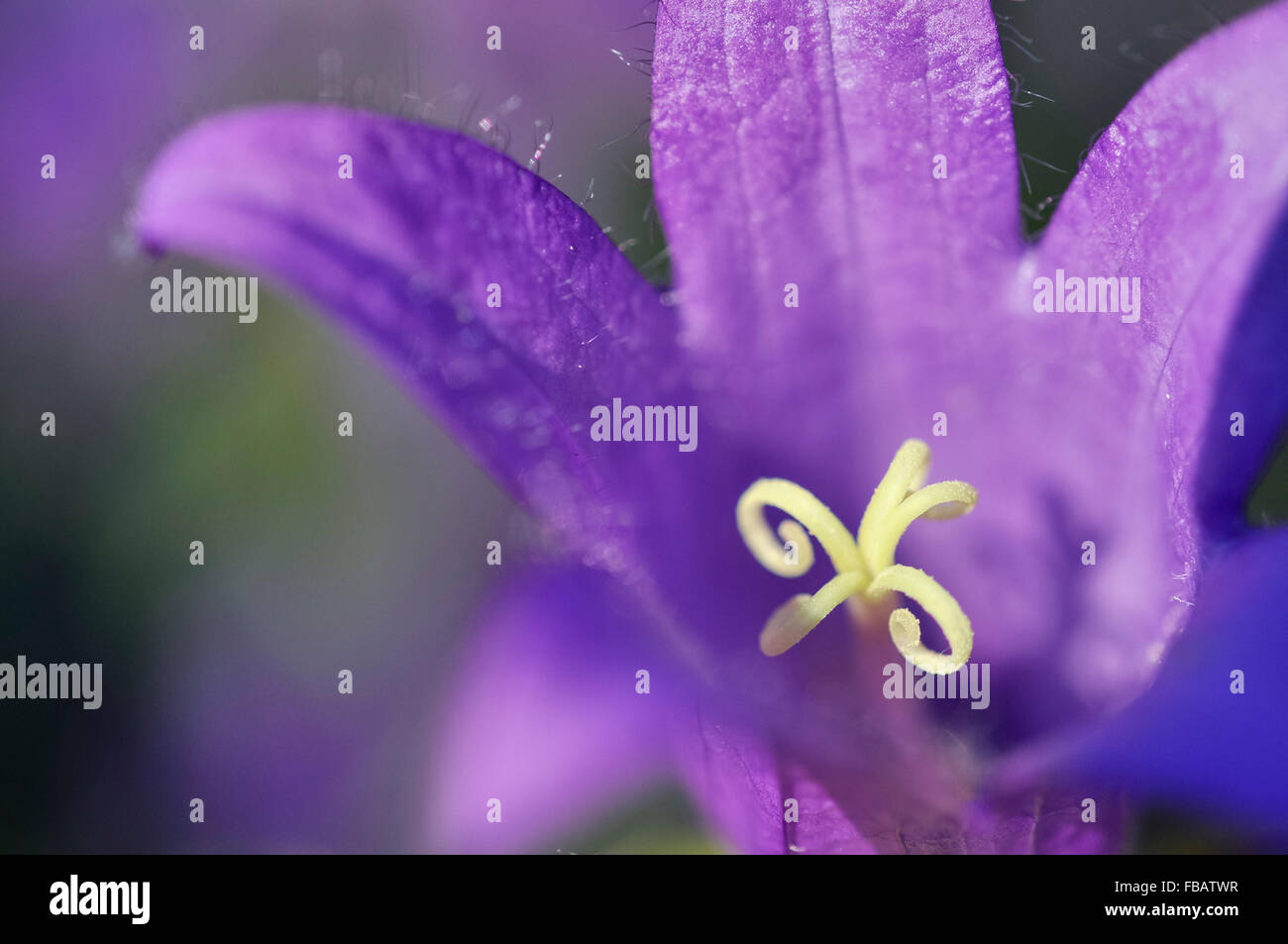 In prossimità di una Campanula latifolia con Deep Purple a forma di campana fiore e ciuffo di stami gialli. Foto Stock