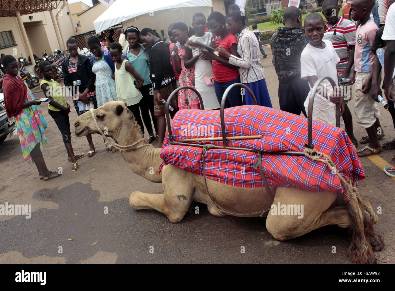 Kampala, Uganda. Il 13 gennaio, 2016. Gli studenti possono ammirare in soggezione come un cammello si trova su una strada nel captail ugandese Kampala. Gli animali sono regolarmente una vista in Uganda la maggior parte dei centri urbani. Credito: Sansone Opus/Alamy Live News Foto Stock