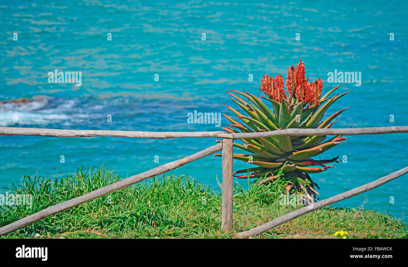 Kniphofia dalla riva di Balai, Sardegna Foto Stock