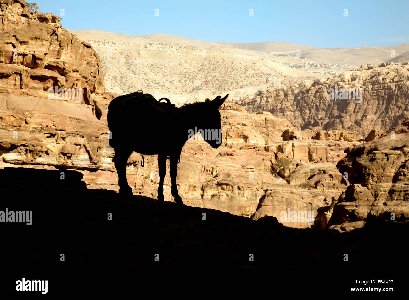 La silhouette di un asino contro il soleggiato montagne della Giordania, Medio Oriente e Asia Foto Stock