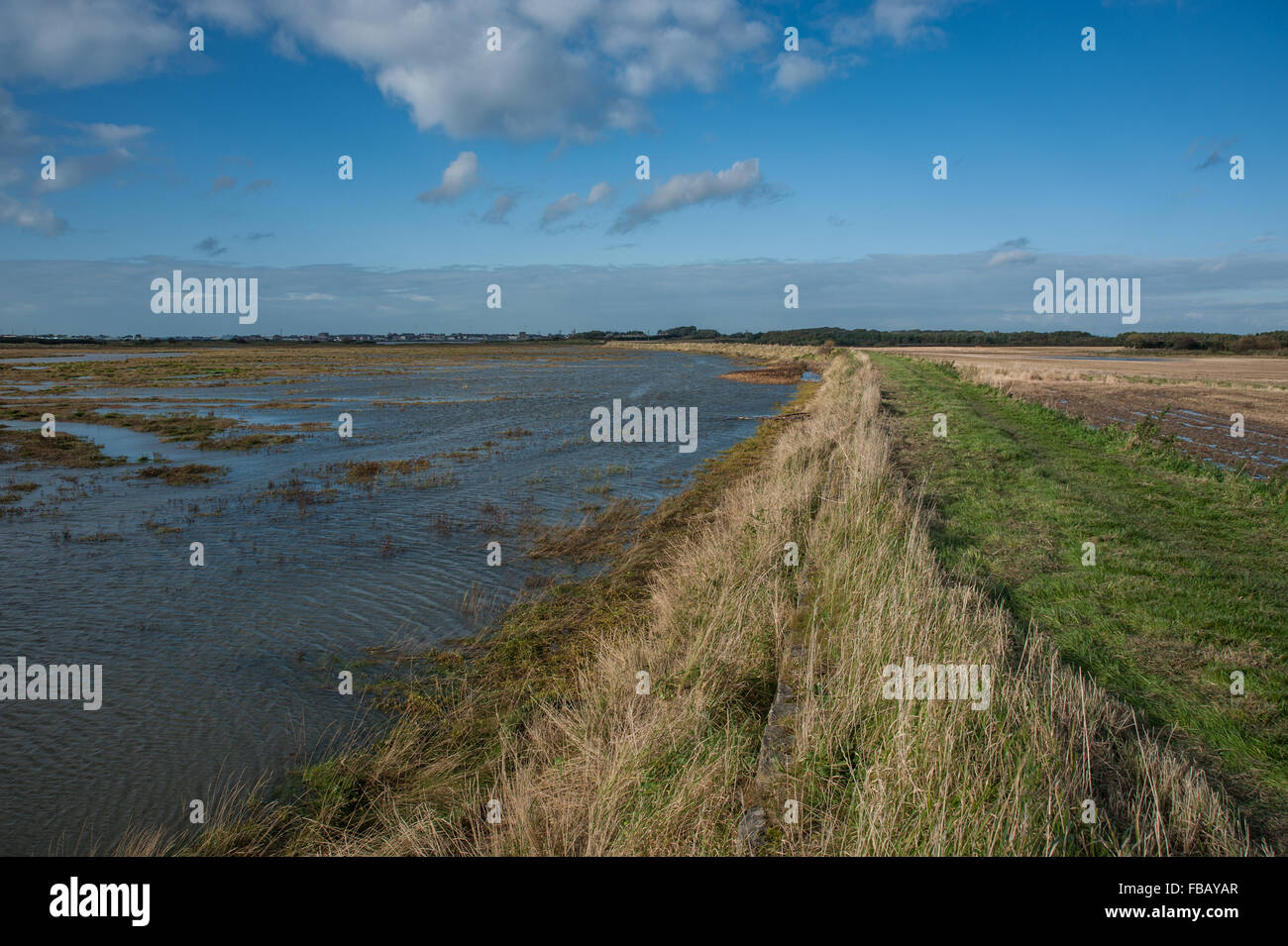 Barnaby sabbie della Marsh SSSI vicino Preesall sul fiume Wyre Lancashire Foto Stock