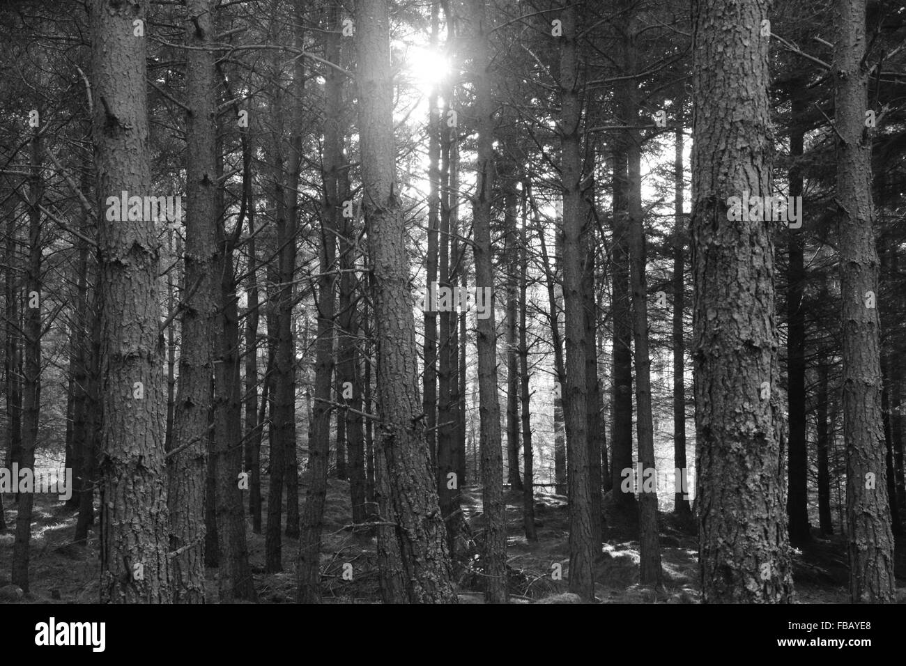 B&W alberi compatto con Sun Foto Stock