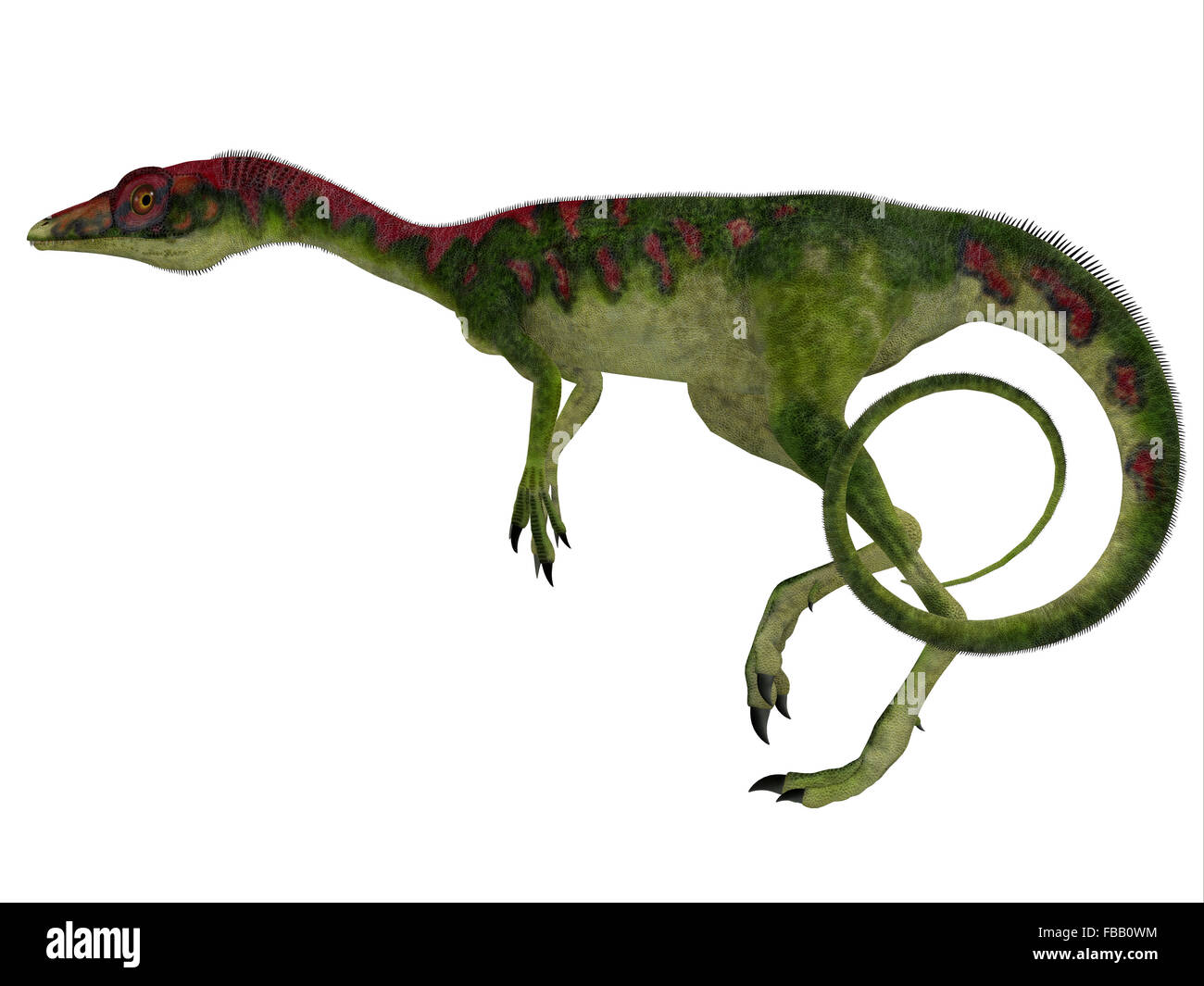 Compsognathus era un piccolo carnivoro theropod dinosauro che visse durante il Giurassico dell'Europa. Foto Stock