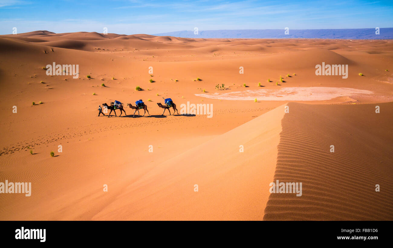 Leader di cammelli attraverso le dune Sahariane, Erg Chegaga Foto Stock