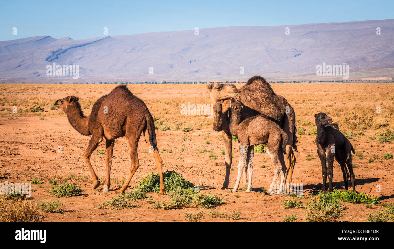 Bambini cammelli e madre, Marocco Foto Stock