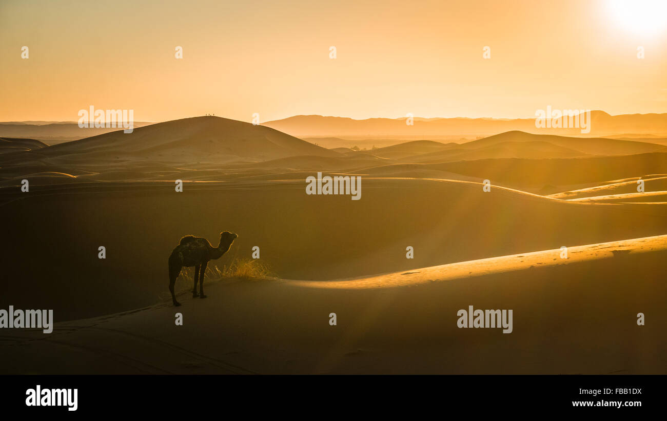 Il cammello e il sole che tramonta nel Sahara Foto Stock