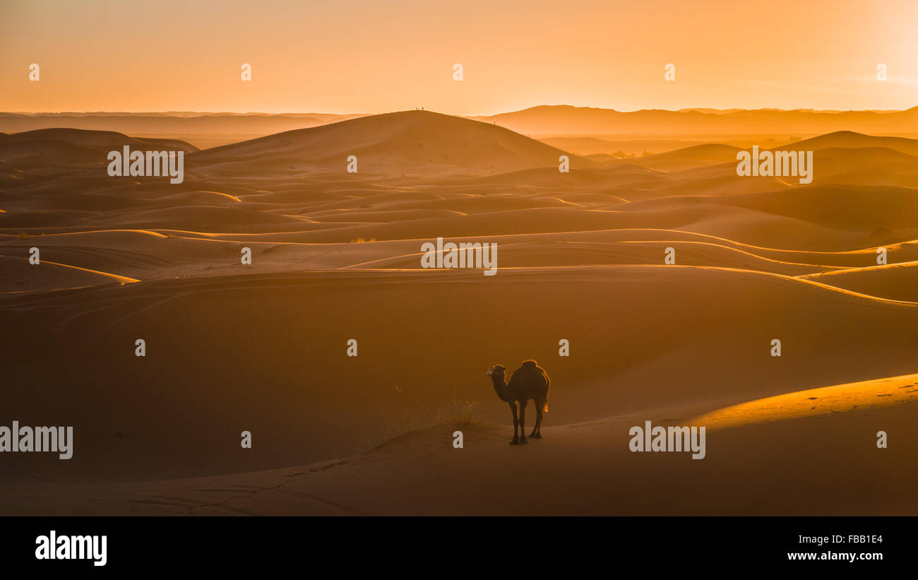 Il cammello e il sole che tramonta nel Sahara Foto Stock