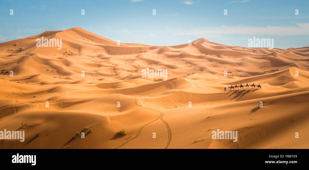 Camel trek attraverso le dune Sahariane, Erg Chebbi Marocco Foto Stock