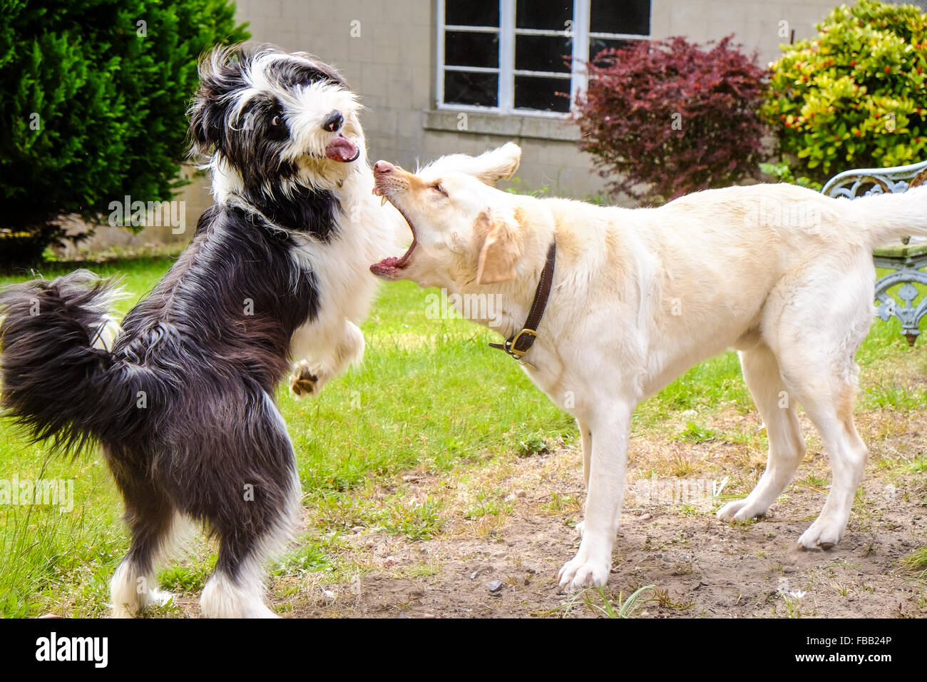 Due cani frolic e giocare in un grazioso giardino verde in una giornata di sole in Scozia. Foto Stock