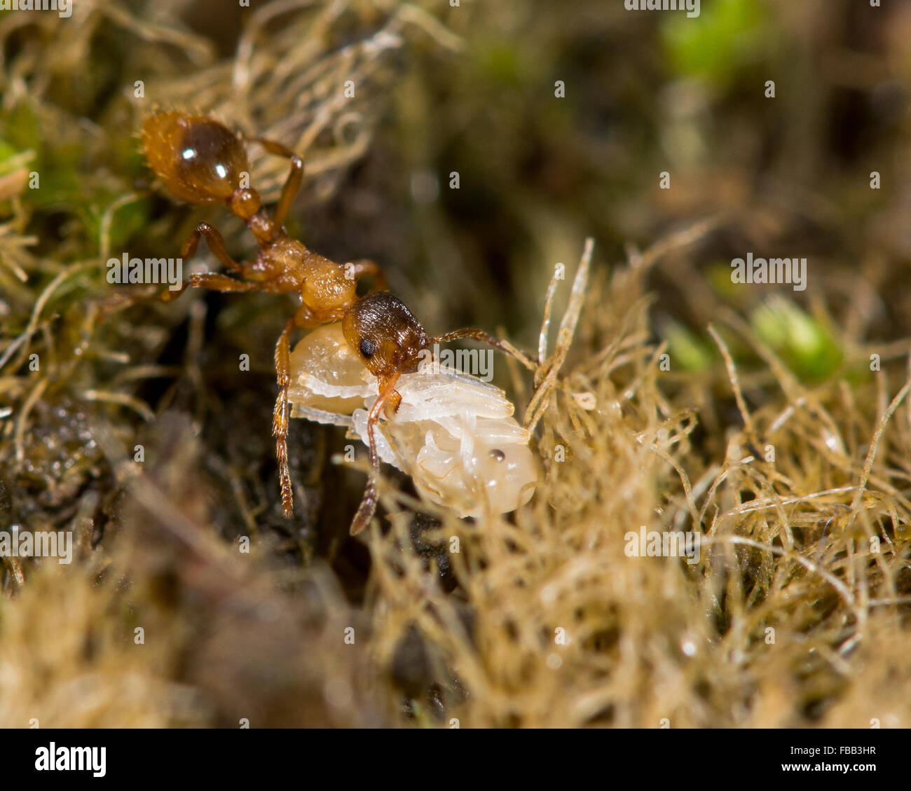Comuni della red ant (Myrmica rubra) con pupa. Un lavoratore svolge una pupa di sicurezza dopo un nido è disturbato Foto Stock