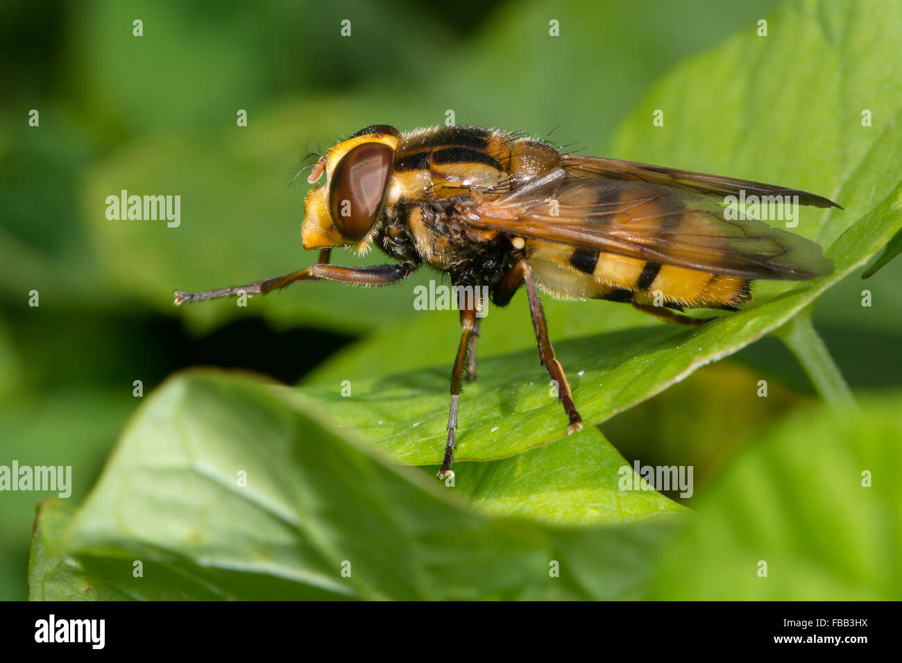 Volucella inanis hoverfly. Un grande hoverfly nella famiglia Syrphidae e imitare del Hornet Foto Stock