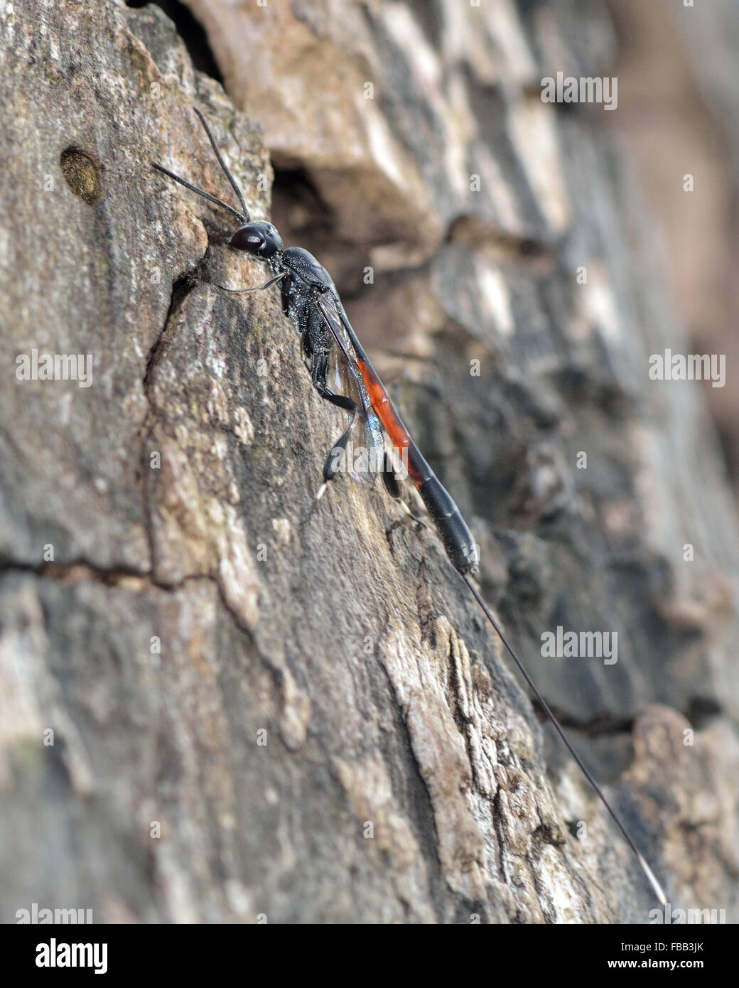 Gasteruption jaculator wasp parassita. Un incredibile wasp nella famiglia Gasteruptionidae, con un ovipositor evoluto per il deposito delle uova Foto Stock