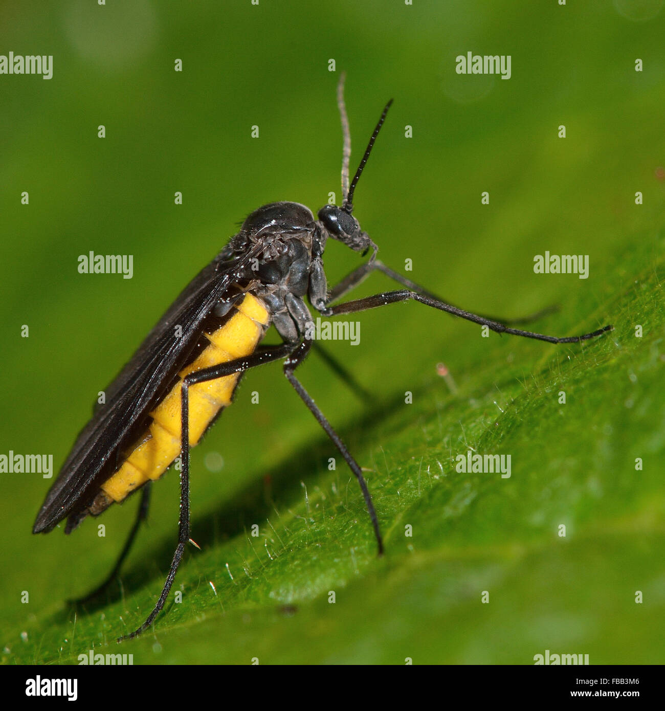 Sciara hemerobioides volare. Un segno distintivo di volare con un addome giallo. Vola in famiglia Sciaridae sono scuri-winged moscerini di fungo Foto Stock