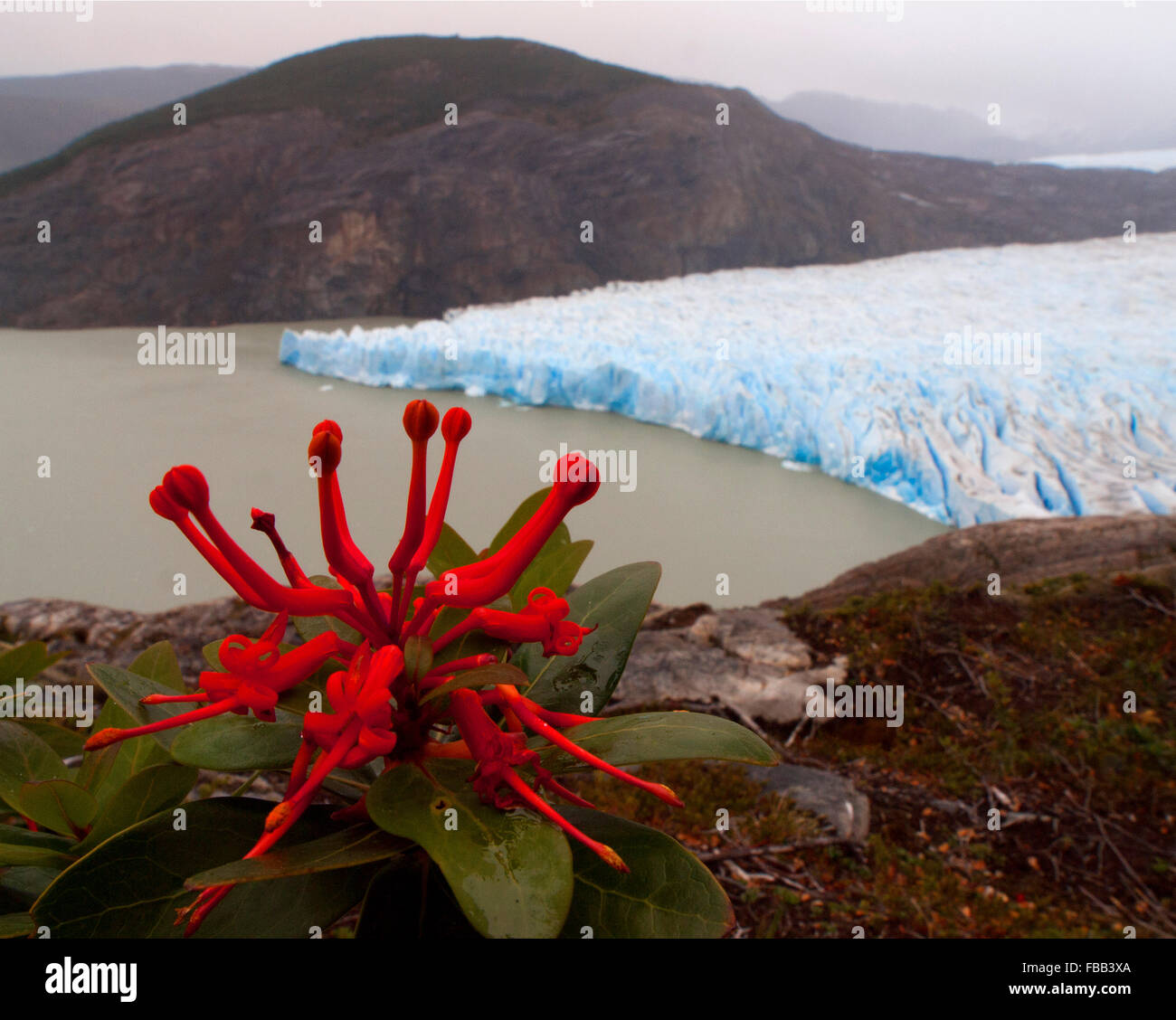 Incendio cileno bush (Embothrium coccineum) e Grigio ghiaccio, Torres del Paine, Patagonia Foto Stock