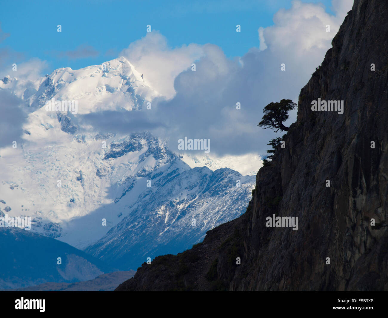 Tree aggrappati a ripidi fianchi del fiordo di Patagonia Foto Stock