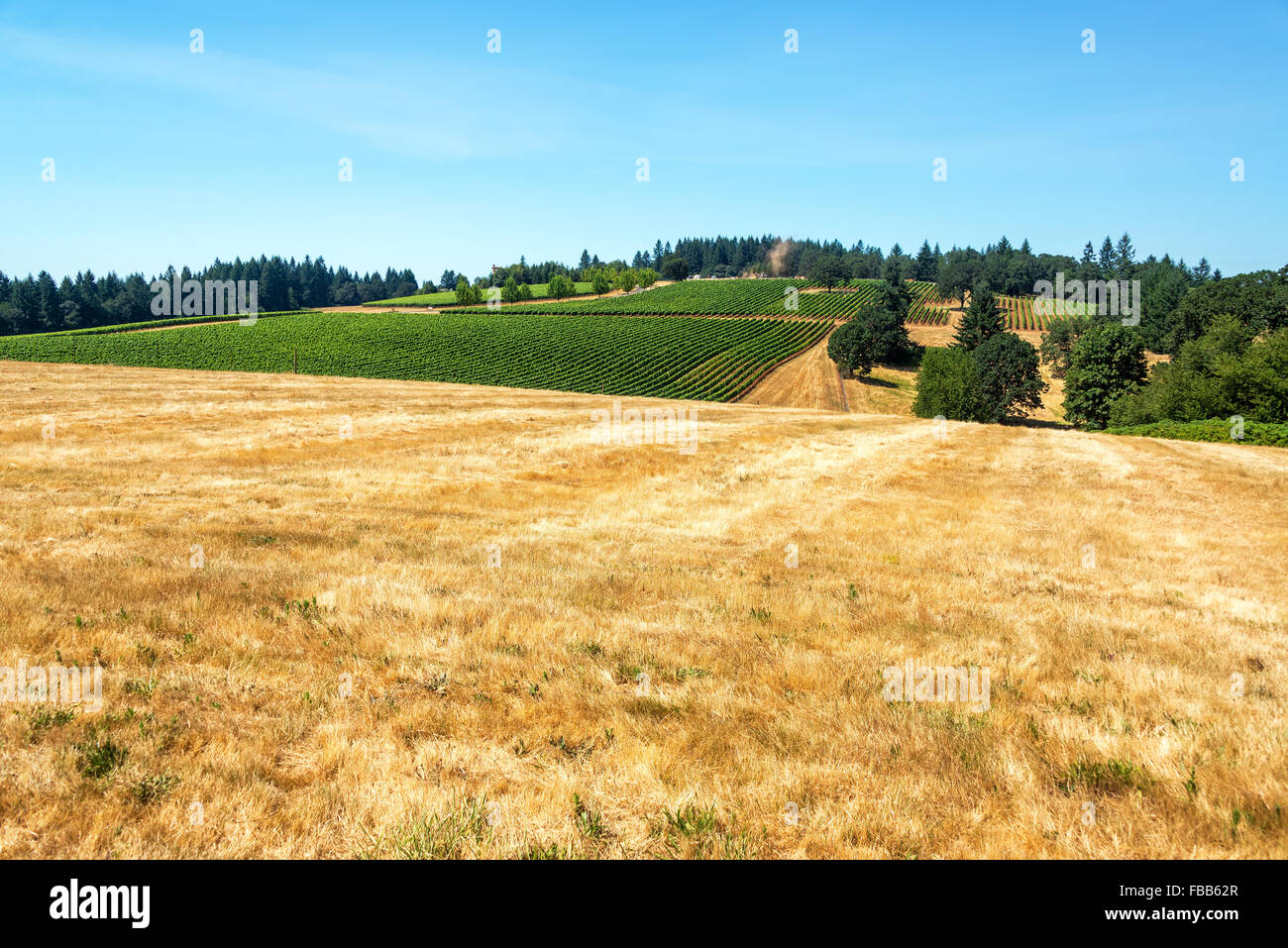 Campo secco con vigneto in background vicino a Dundee, Oregon Foto Stock