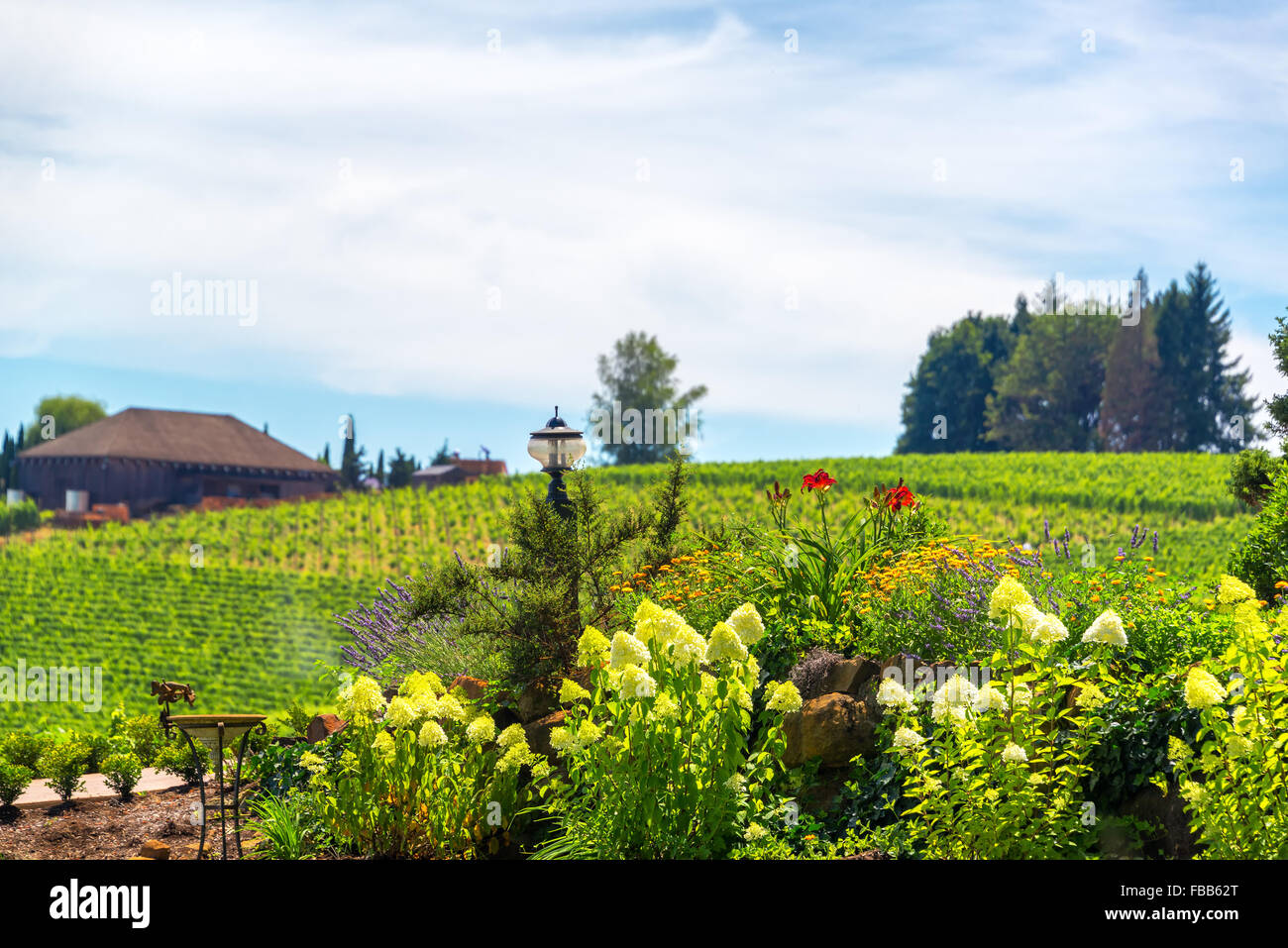 Fiori in Oregon Wine Country vicino a Dundee Foto Stock