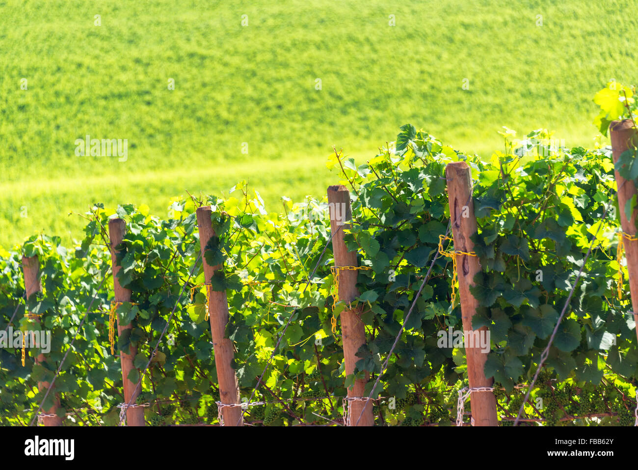 Le righe delle uve in Oregon Wine Country bisogno di Dundee Foto Stock