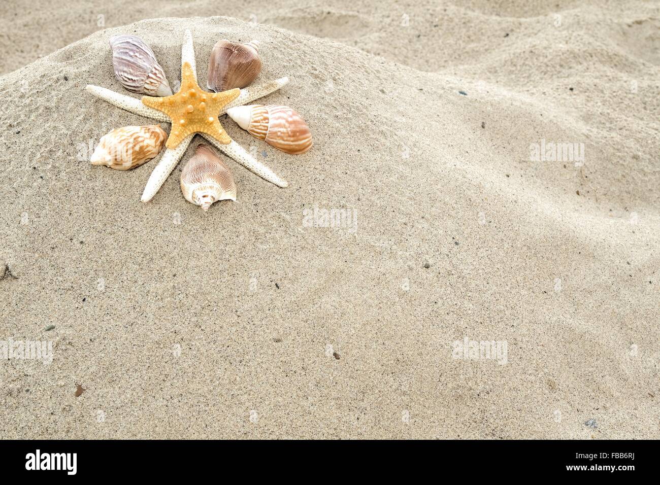 Starfish e conchiglia design su una spiaggia di sabbia con uno sfondo con spazio di copia. Foto Stock