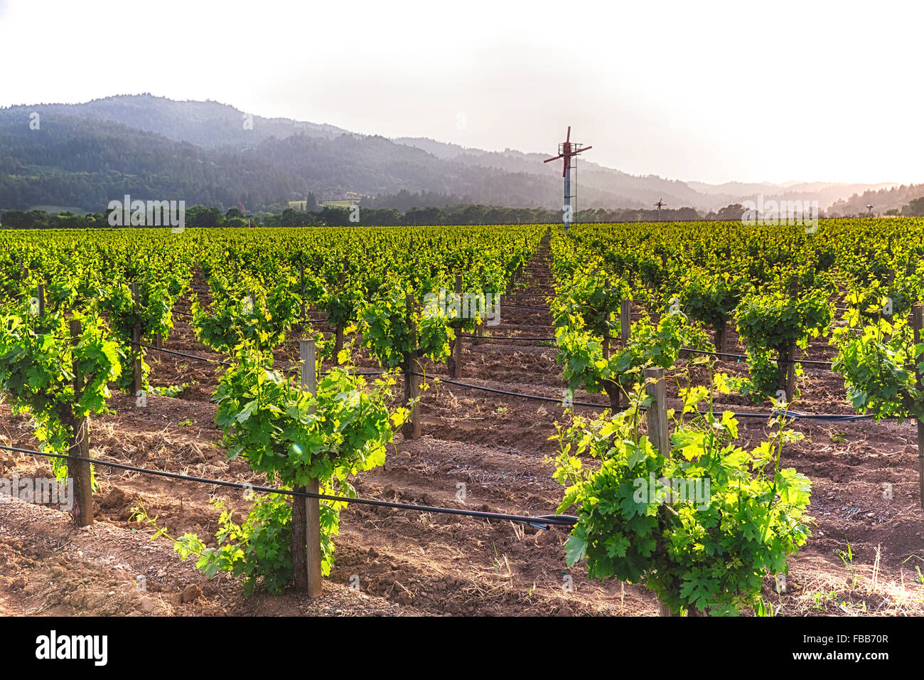 Fila di Grapevine con irrigazione di gocciolamento e di macchina di vento, la Valle di Napa California Foto Stock