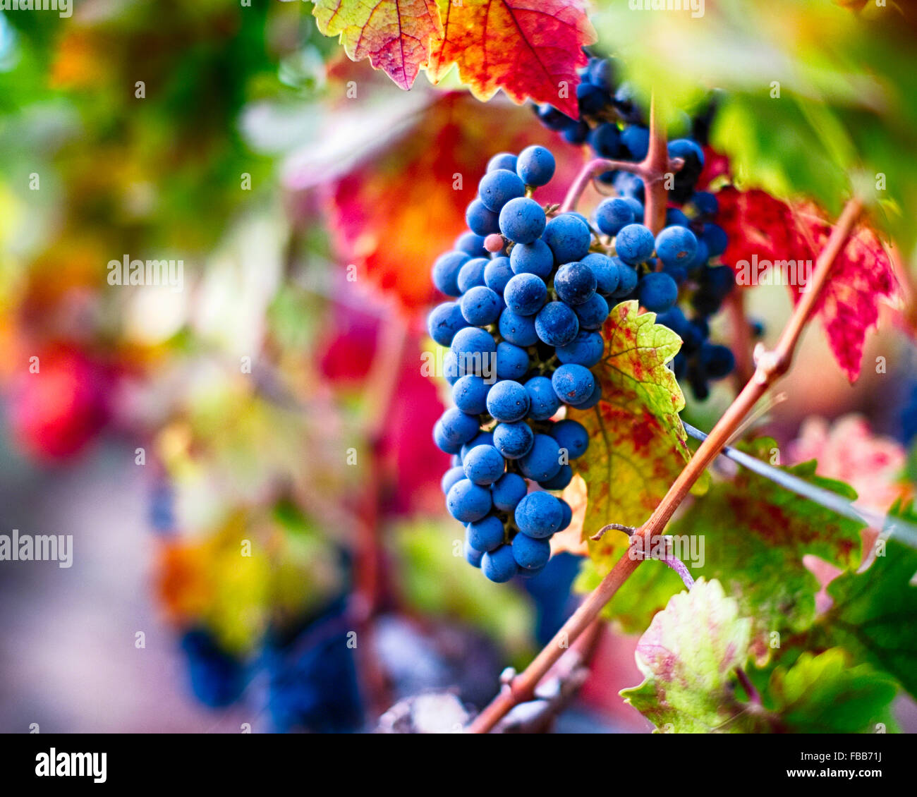 Vista di un Mazzetto di Ripe Blue uva sulla vite, Oakville, Napa Valley, California Foto Stock