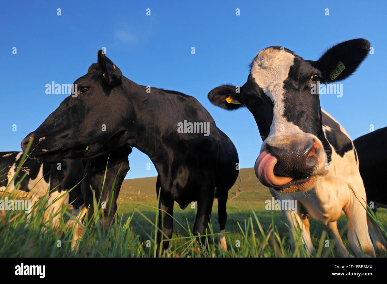 Bovini di razza Holstein - bianco e nero patchato vacche (Bos taurus) Foto Stock