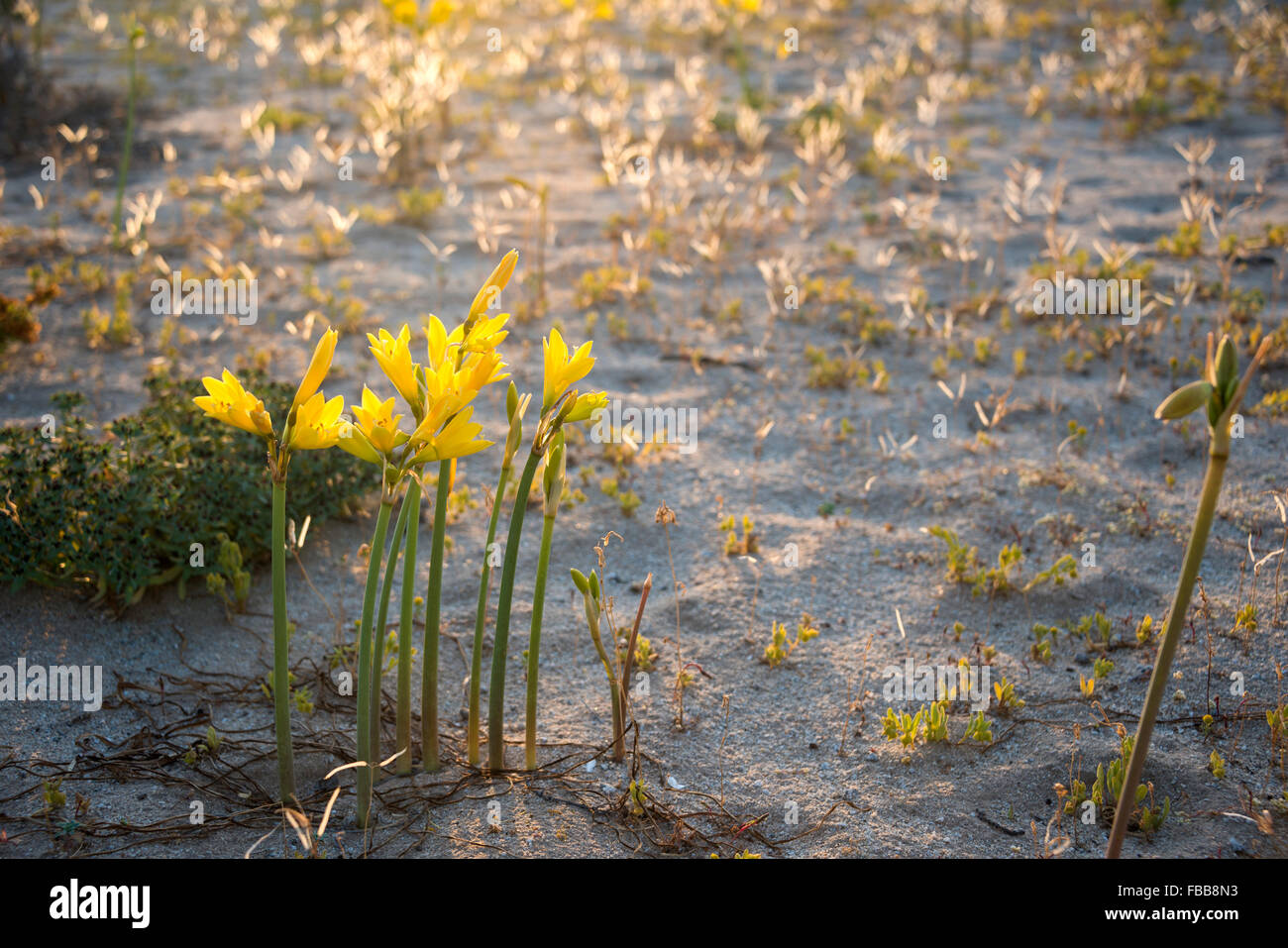 Ananuca fiori nel deserto di Atacama, Cile. L'evento fioritura nel deserto (Spagnolo: desierto florido) è correlato al El Nino pheno Foto Stock