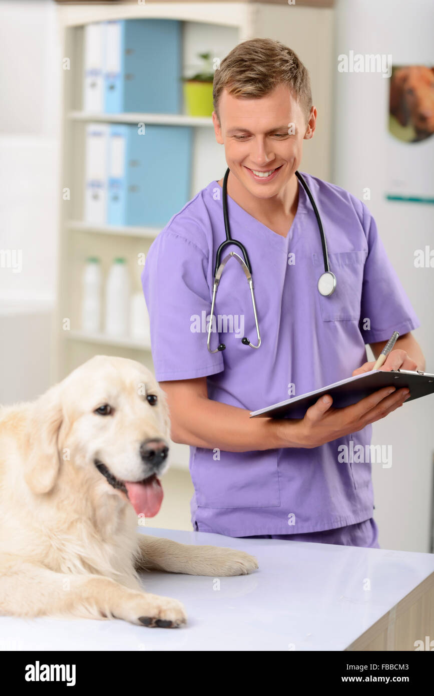 Professional vet esaminando un cane Foto Stock