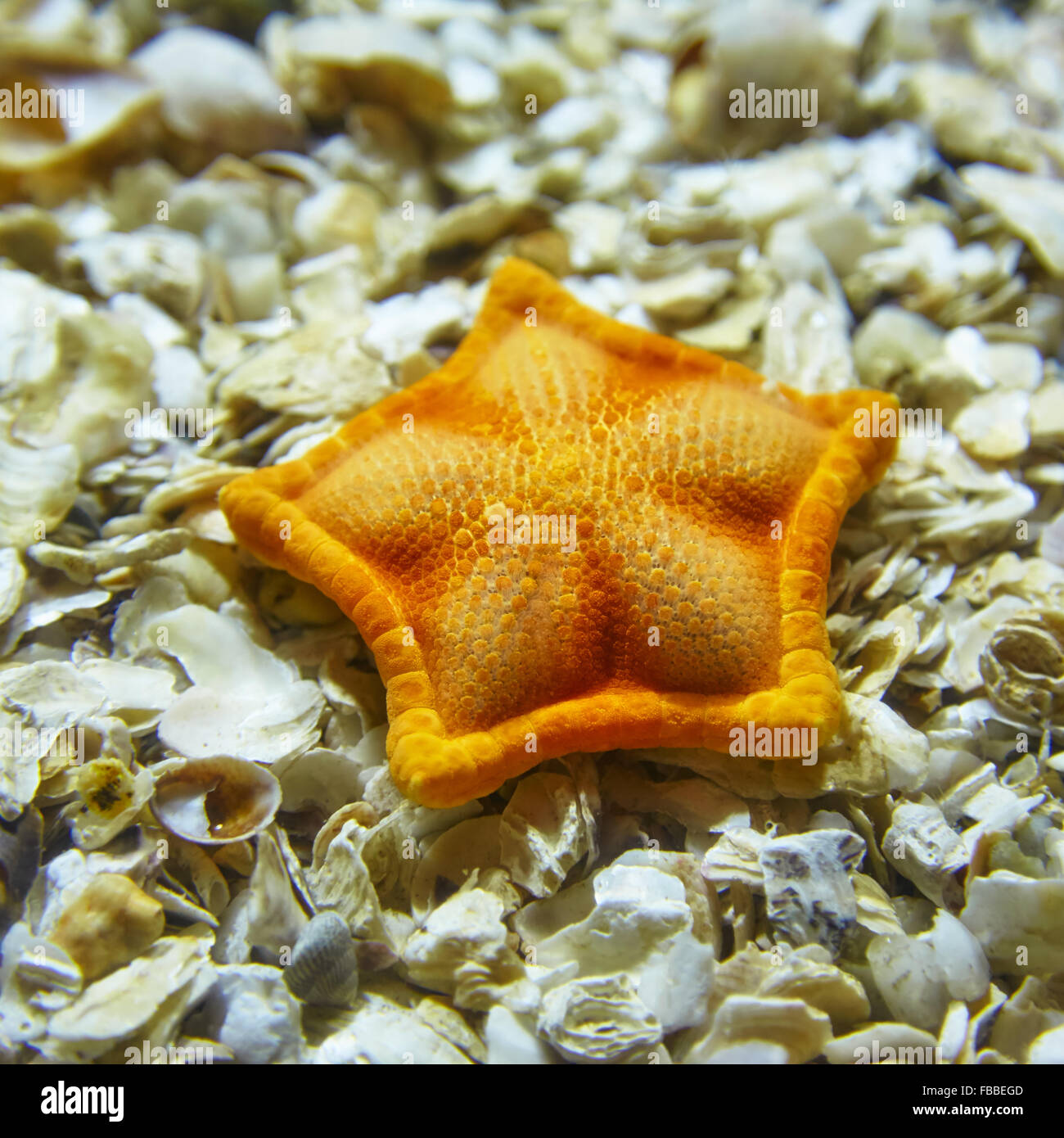 Un arancione starfish giacente su gusci in acquario di Istanbul, Turchia Foto Stock