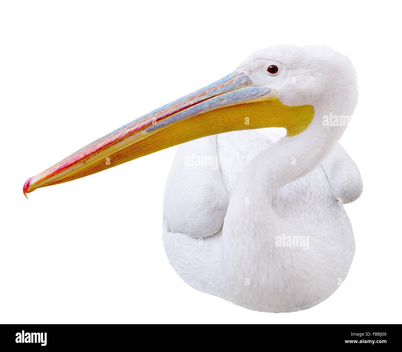 Pelican seduta lateralmente guarda nell'immagine. Isolato su sfondo bianco Foto Stock