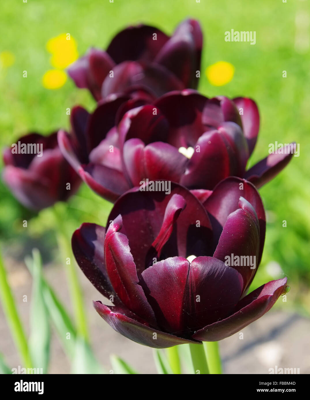 Tulpe Regina della notte - tulip Regina della Notte Foto Stock