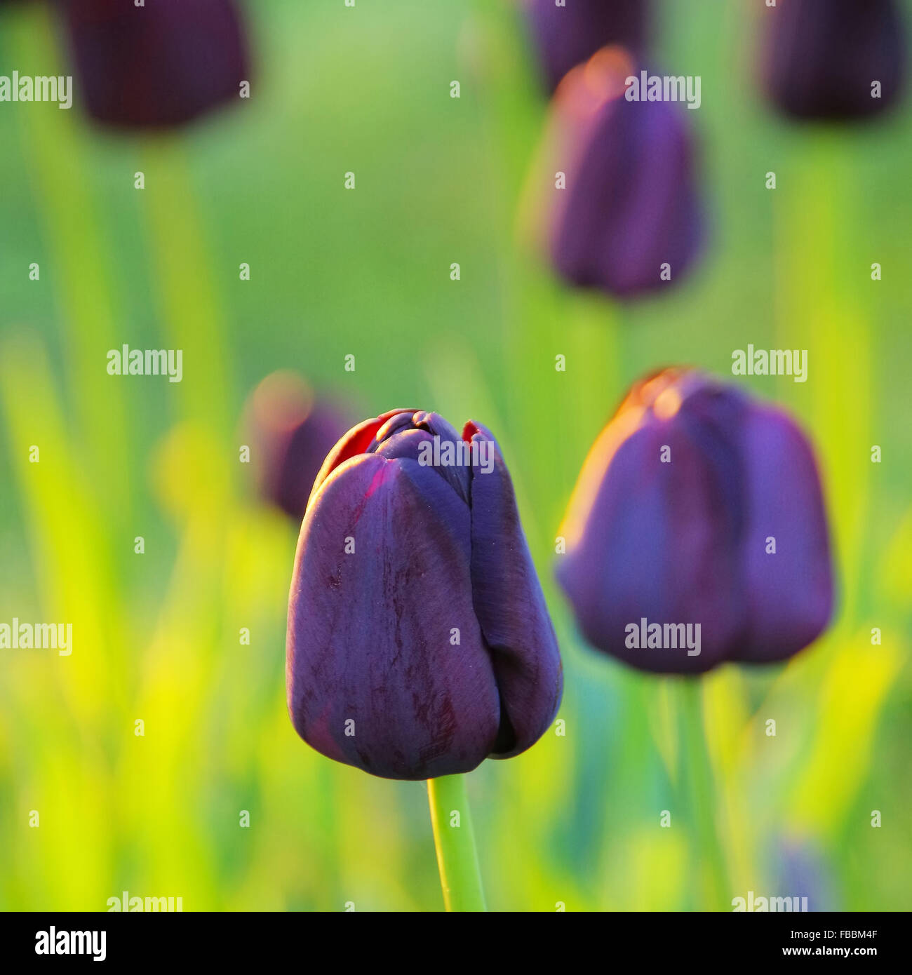 Tulpe Regina della notte - tulip Regina della notte 10 Foto Stock