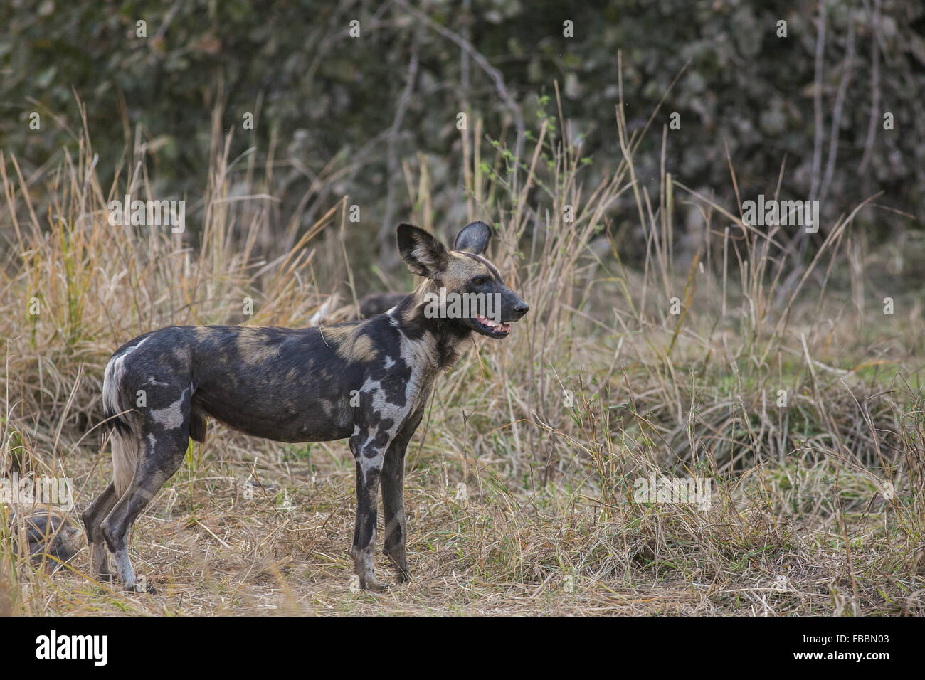 Un africano cane selvatico (Lycaon pictus), Sud Luangwa National Park, Zambia, Africa Foto Stock