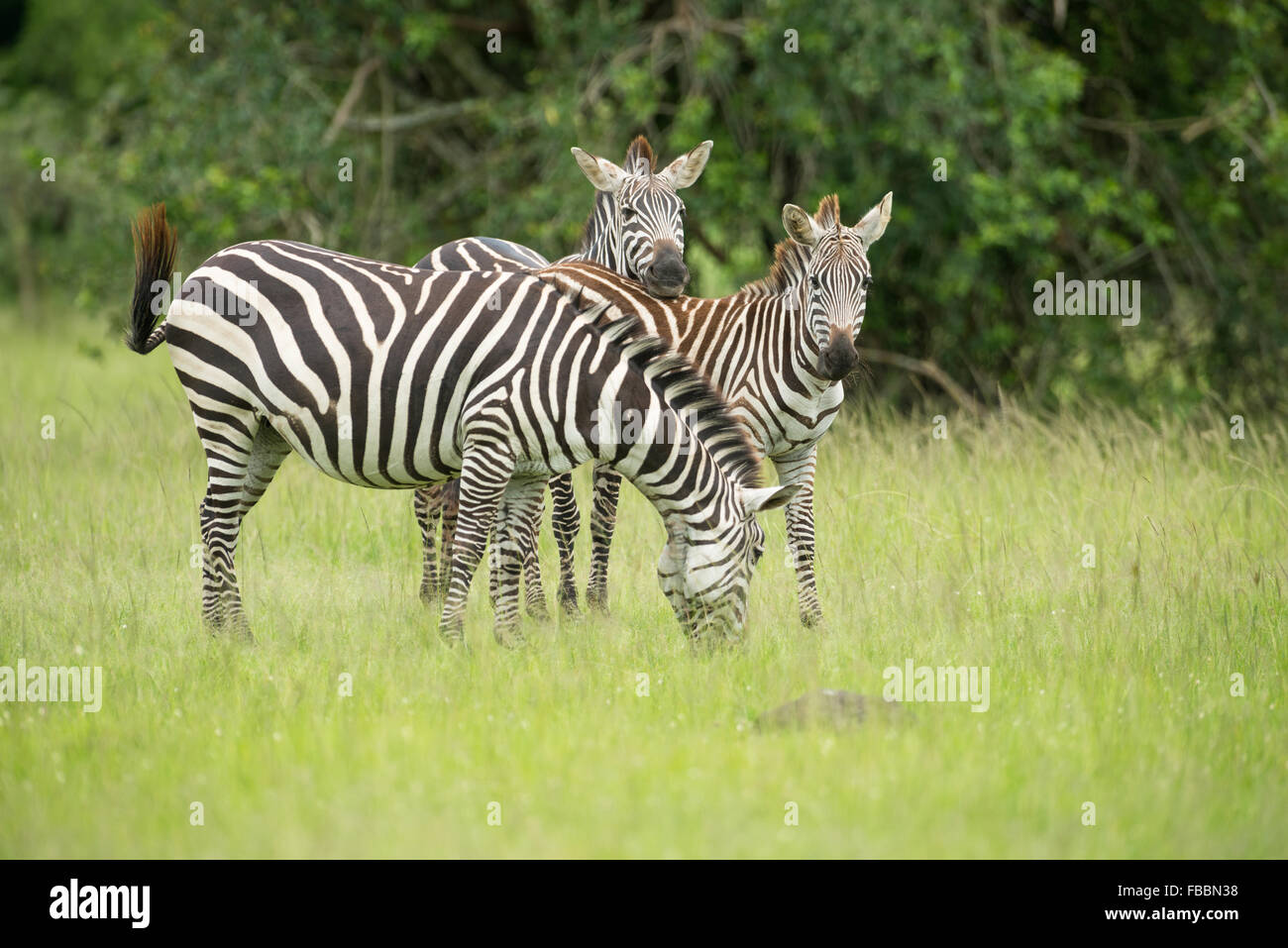 Zebra nel lago Mburo National Park, Uganda Foto Stock