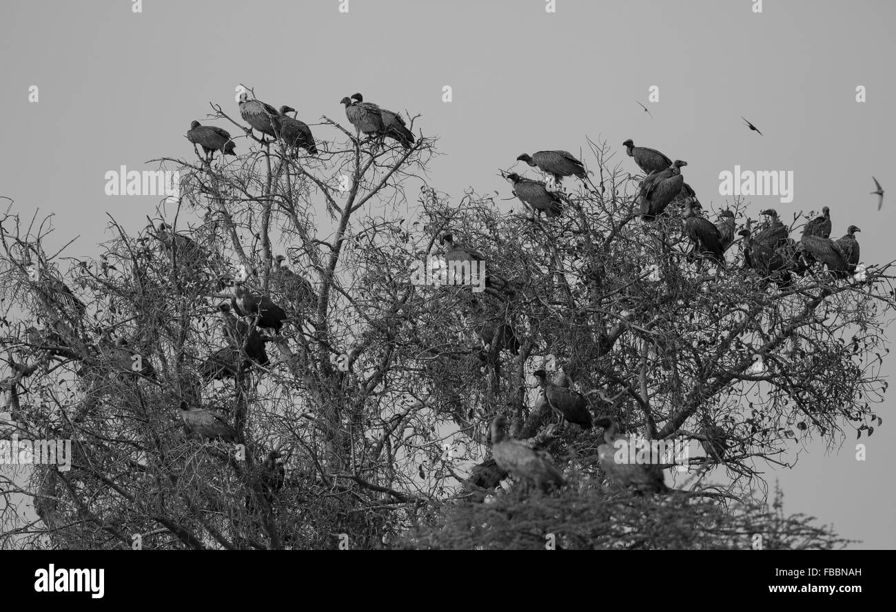 Un stagliano gregge (comitato) di African white-backed e avvoltoi incappucciati arroccato in una struttura ad albero al tramonto, Chobe National Park, Botswana, Africa Foto Stock
