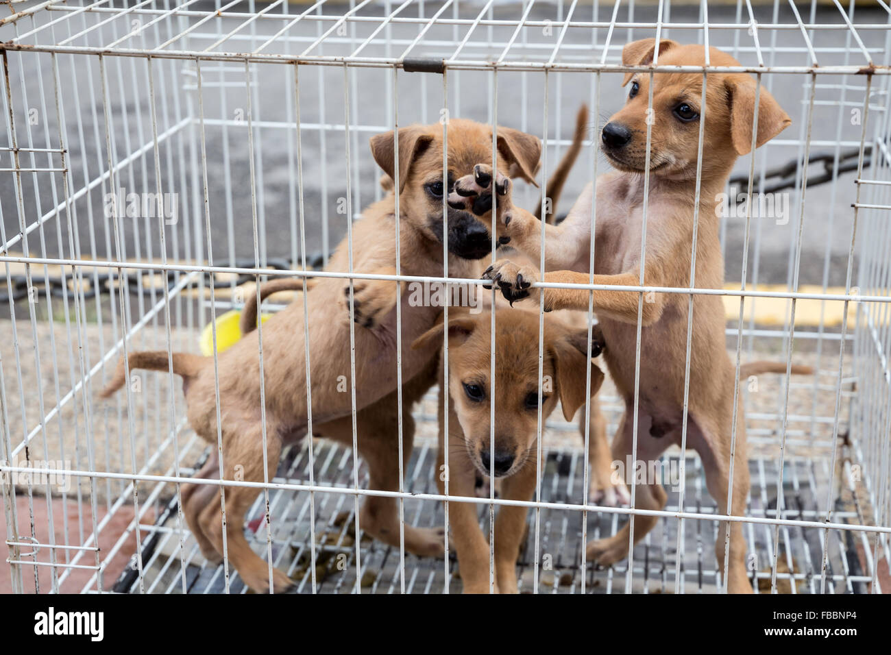I cuccioli in una gabbia in attesa di adozione. Foto Stock