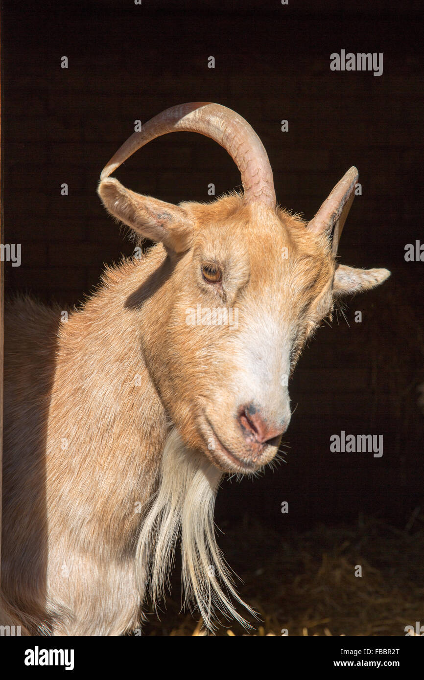 Billy Goat Foto Stock