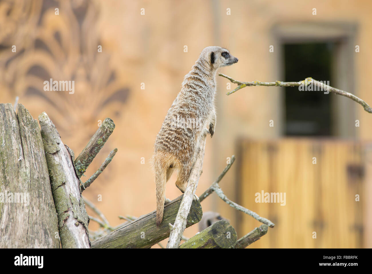 Meerkat permanente sulla struttura ad albero Foto Stock