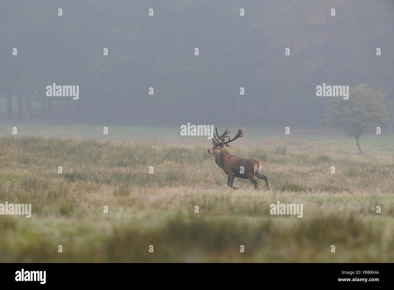 Cervo (Cervus elaphus ), old stag, passeggiate su vaste praterie, guarda indietro per un momento, foschia mattutina (Germania). Foto Stock