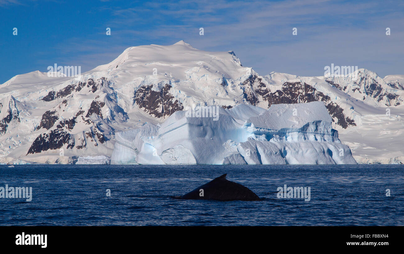 Humpback Whale e montagne sullo sfondo, Penisola Antartica Foto Stock