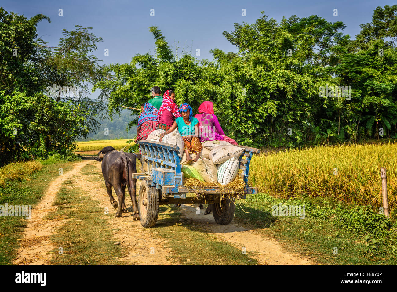 CHITWAN, NEPAL - Ottobre 24, 2015 : nepalesi per persone che viaggiano su un carrello di legno fissata ad una coppia di tori. Villaggio Tradizionale Foto Stock