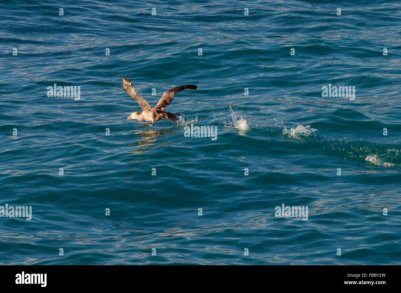 Petrel gigante di decollare da acqua Foto Stock