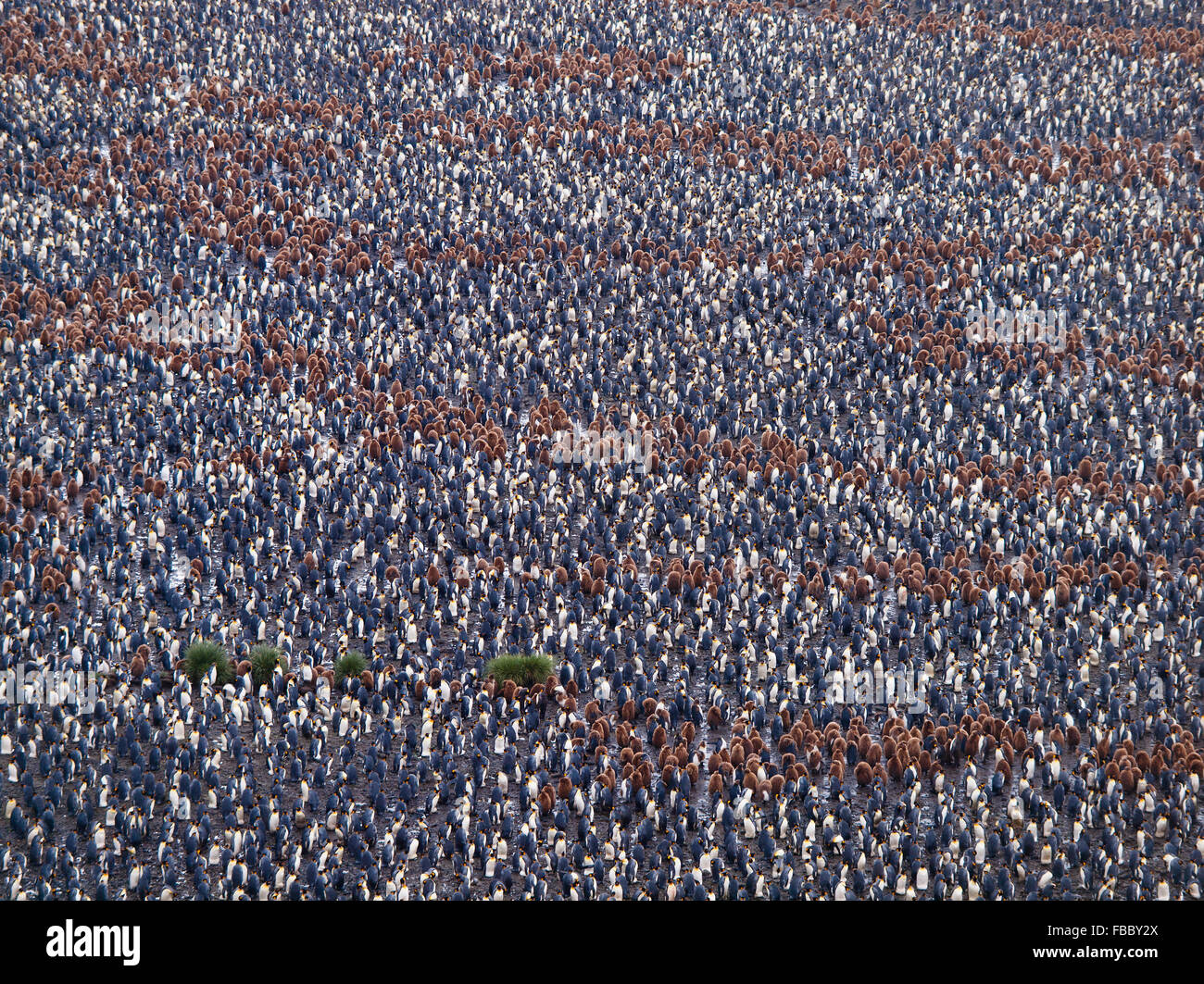 Re colonia di pinguini Salisbury Plain Georgia del Sud Foto Stock