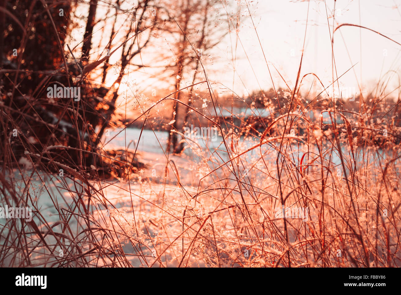 Gambi secchi e i rami delle piante in inverno Foto Stock