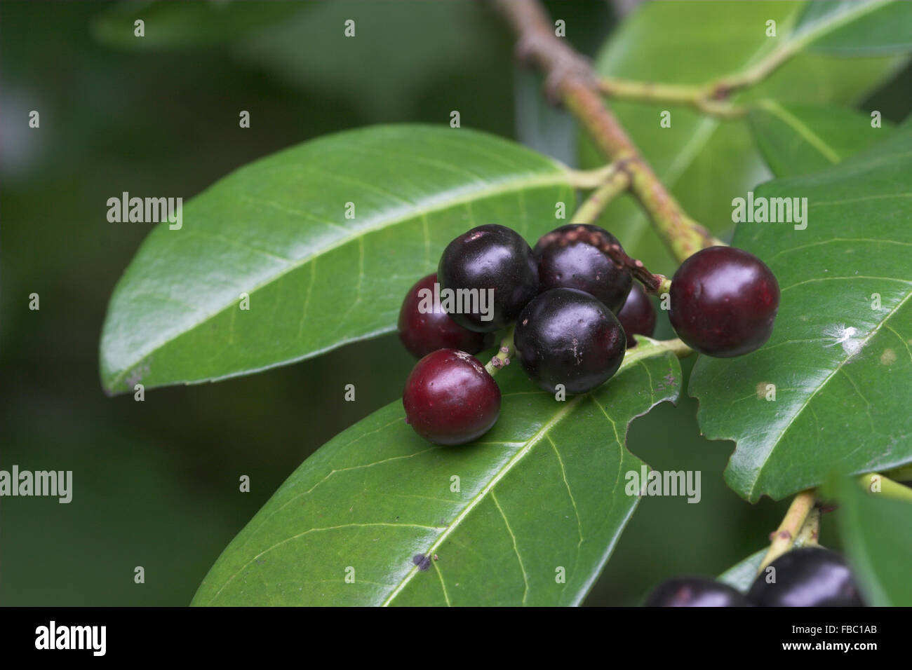 Cherry Laurel, frutta, Kirschlorbeer, Lorbeerkirsche, Kirsch-Lorbeer, Lorbeer-Kirsche, Früchte, Prunus laurocerasus Foto Stock