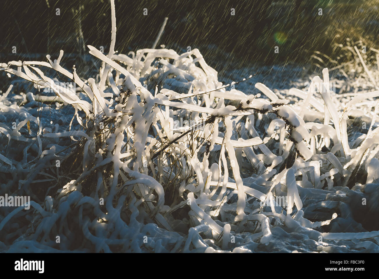 Iced su erba in una forma incredibile con spruzzi d'acqua. Foto Stock