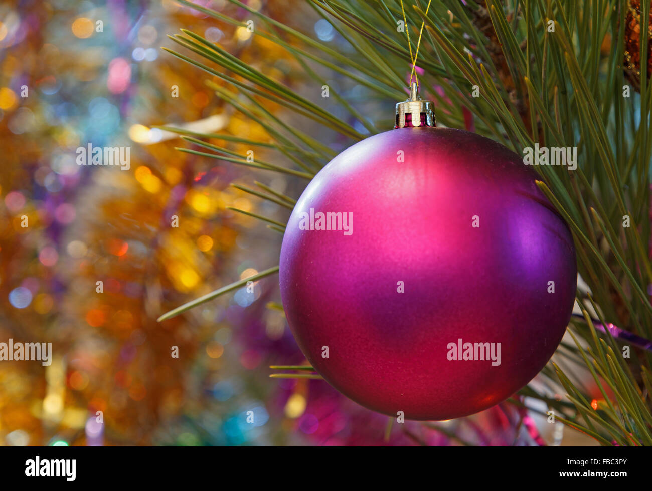 Close up viola palla di Natale ornamento su albero di pino Foto Stock