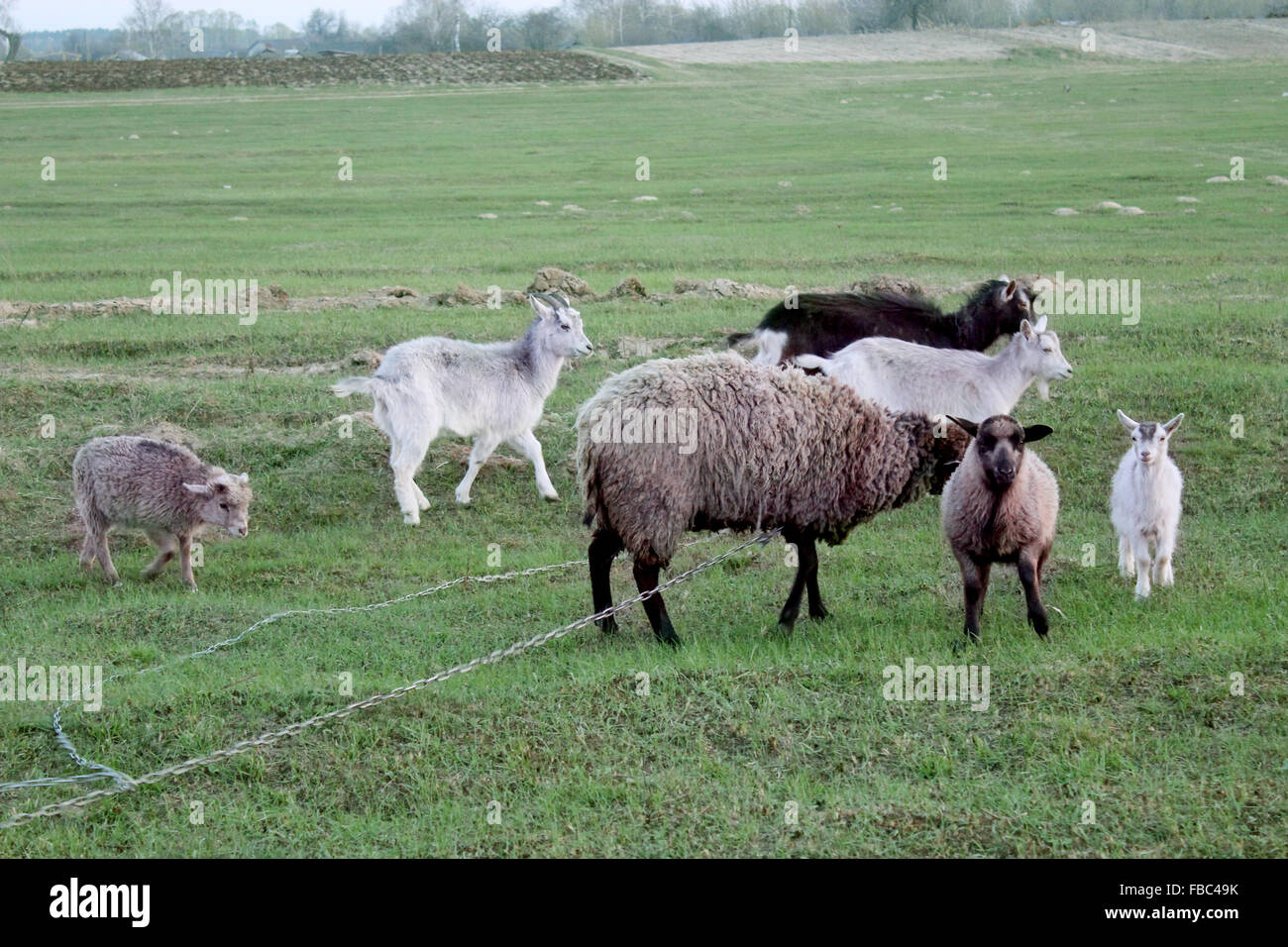 Pecore e capre pascolano sulla verde erba di pascolo Foto Stock