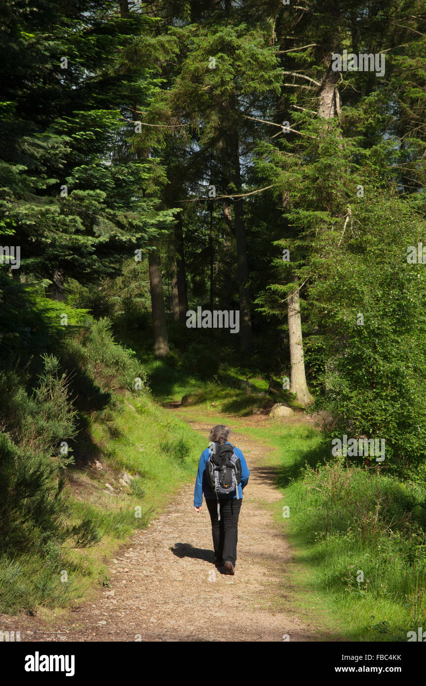 Tirebagger passeggiata nella foresta - vicino a Aberdeen, Scozia, Regno Unito. Foto Stock