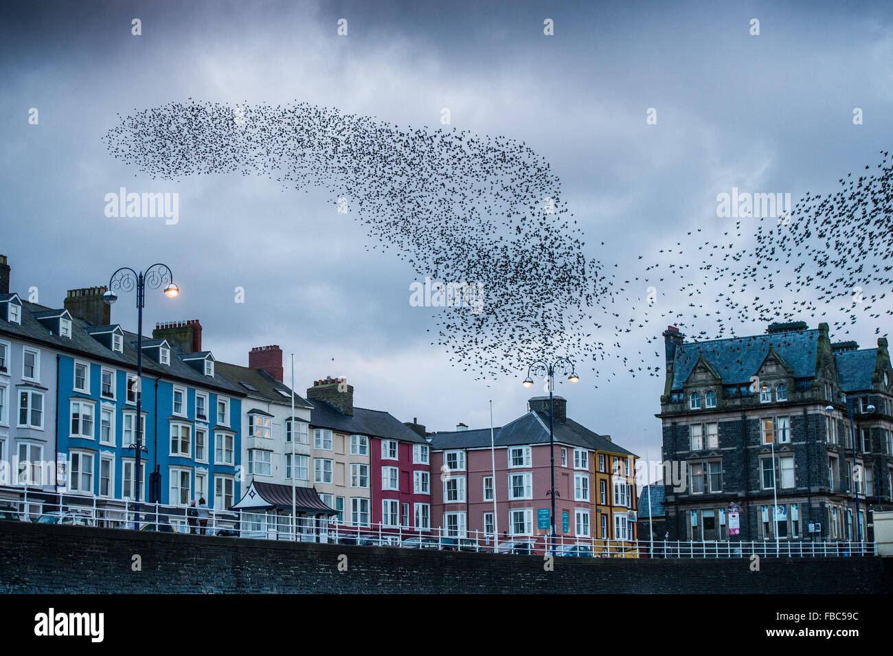 Aberystwyth, Wales, Regno Unito. 14 gennaio, 2016. Un grande Gregge di storni eseguire spettacolari visualizza in aria al di sopra della roofteops di Aberystwyth pier alla fine di una giornata di bitingly venti freddi ogni sera tra ottobre e marzo di decine di migliaia di uccelli volare in enormi 'murmurations; nel cielo sopra la città prima di stabilirsi a roost per la notte della ghisa alle gambe del lungomare vittoriano Pier. Aberystwyth è uno di soltanto una manciata di urbano starling posatoi NEL REGNO UNITO. Credito: keith morris/Alamy Live News Foto Stock